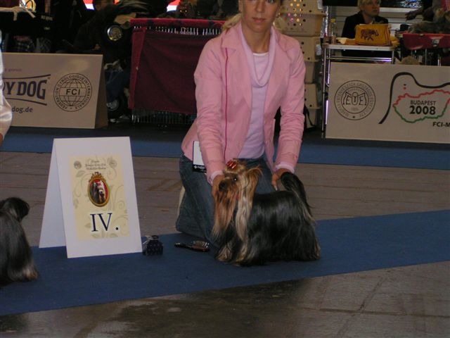 Wild Blue Cherry Ice Baby (male)  EURO CLUB SHOW INTERMEDIATE.  EXCELLENT 4. place